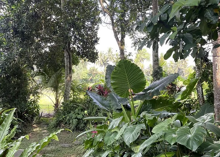 Heliconia, At T House Kaja